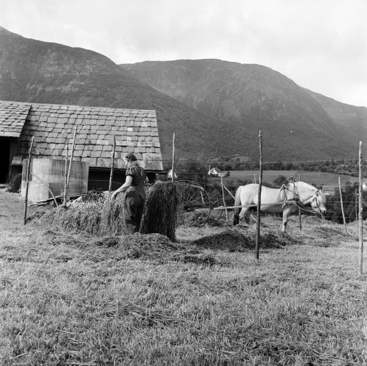 Høyonn i Omvikdalen