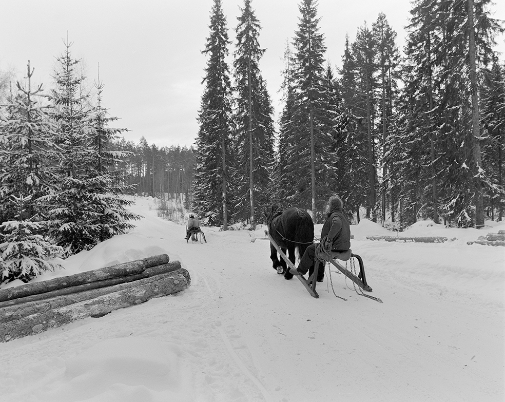 Tømmerkjøring, med hest, "Trollheimen" i Løten Almenning, hestekar Paul Nordvold. Skogsarbeid, tømmerhogst, hesteredskap, bukk og geit.