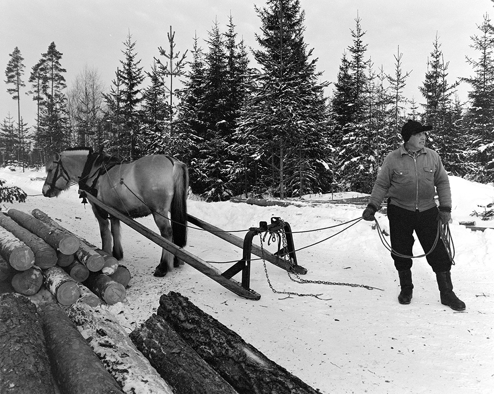 Tømmerkjøring, med hest, "Trollheimen" i Løten Almenning, hestekar Paul Nordvold. Skogsarbeid, tømmerhogst, hesteredskap, bukk og geit.