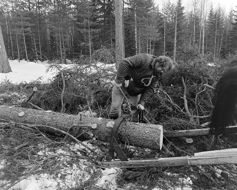 Tømmerkjøring, med hest, "Trollheimen" i Løten Almenning, hestekar Paul Nordvold. Skogsarbeid, tømmerhogst, hesteredskap, bukk og geit.