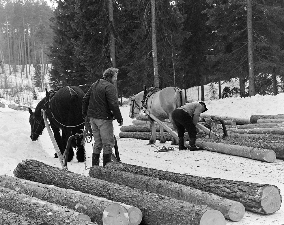 Tømmerkjøring, med hest, "Trollheimen" i Løten Almenning, hestekar Paul Nordvold. Skogsarbeid, tømmerhogst, hesteredskap, bukk og geit.
