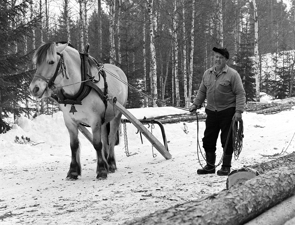Tømmerkjøring, med hest, "Trollheimen" i Løten Almenning, hestekar Paul Nordvold. Skogsarbeid, tømmerhogst, hesteredskap, bukk og geit.