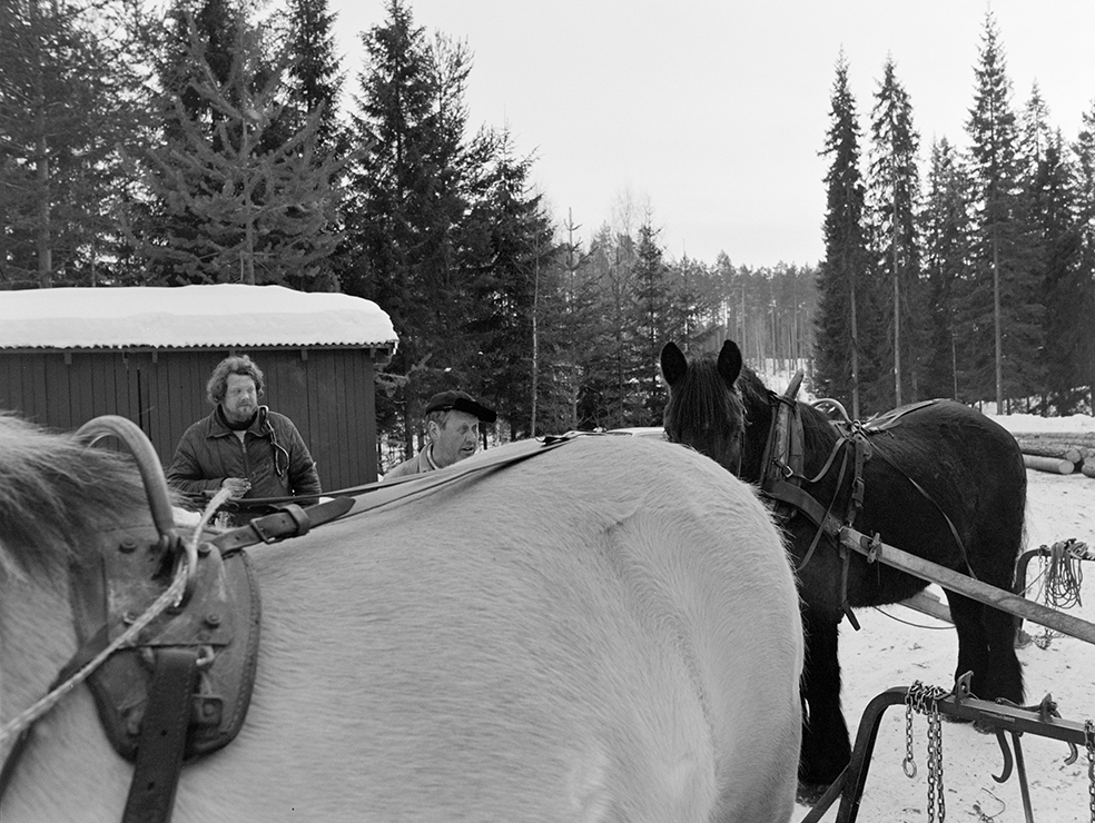 Tømmerkjøring, med hest, "Trollheimen" i Løten Almenning, hestekar Paul Nordvold. Skogsarbeid, tømmerhogst, hesteredskap, bukk og geit.