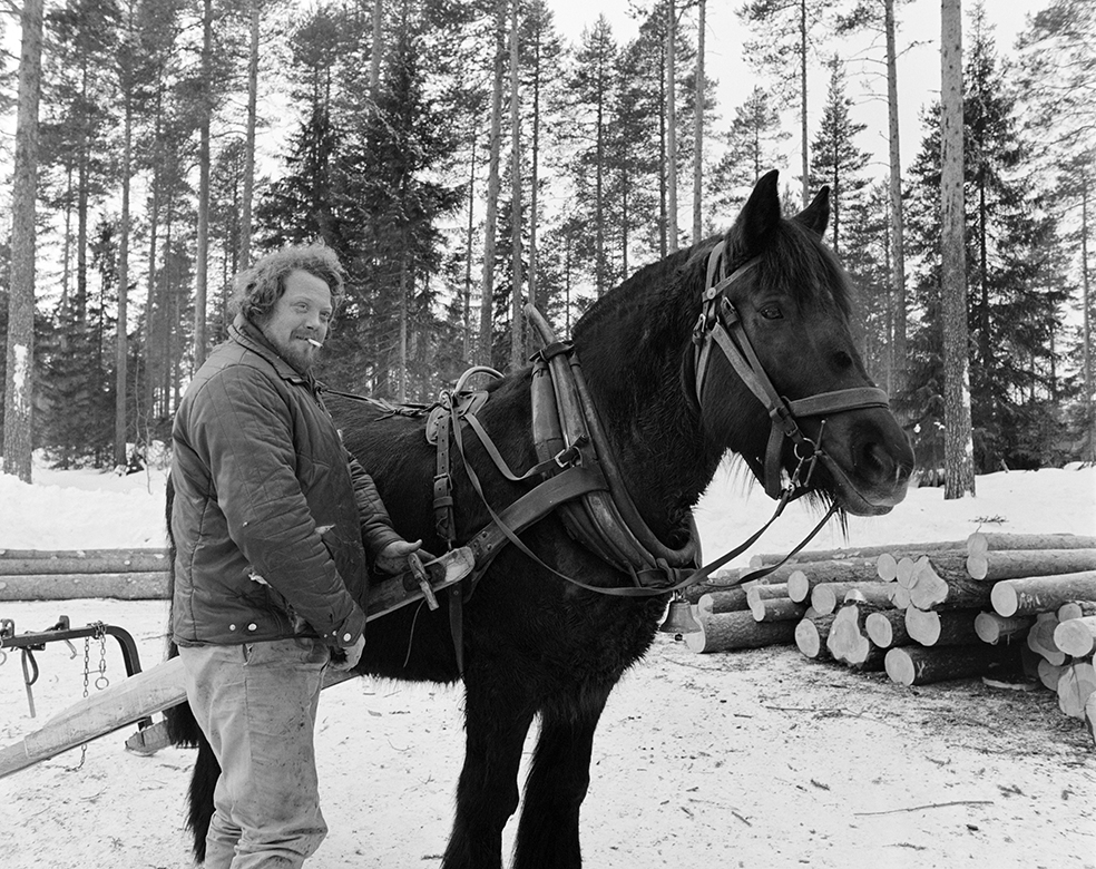 Tømmerkjøring, med hest, "Trollheimen" i Løten Almenning, hestekar Paul Nordvold. Skogsarbeid, tømmerhogst, hesteredskap, bukk og geit.