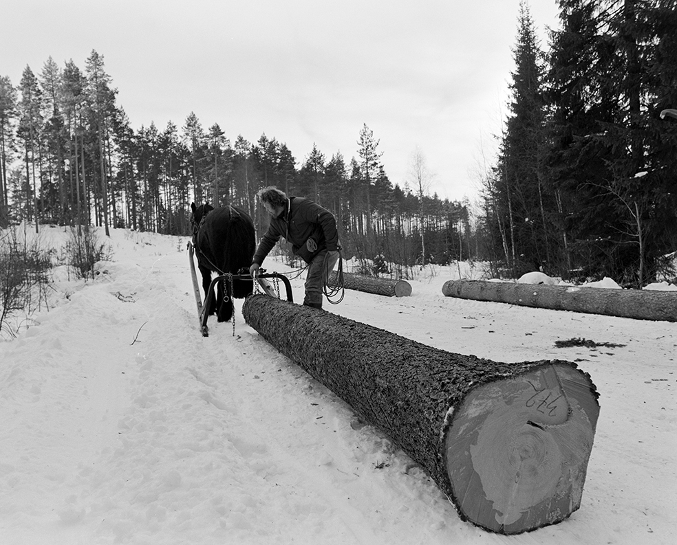 Tømmerkjøring, med hest, "Trollheimen" i Løten Almenning, hestekar Paul Nordvold. Skogsarbeid, tømmerhogst, hesteredskap, bukk og geit.