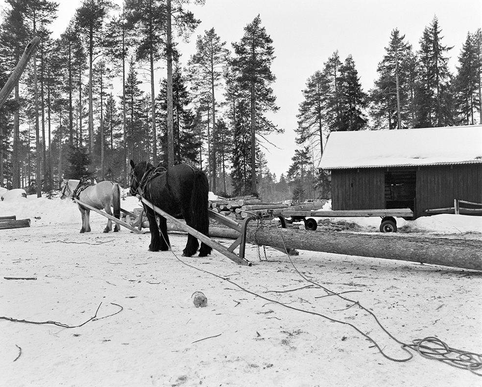 Tømmerkjøring, med hest, "Trollheimen" i Løten Almenning, hestekar Paul Nordvold. Skogsarbeid, tømmerhogst, hesteredskap, bukk og geit.