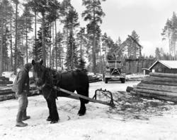 Tømmerkjøring, med hest, "Trollheimen" i Løten Almenning, he