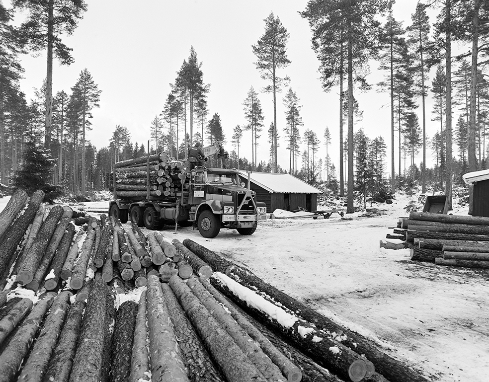 Tømmerkjøring, med hest, "Trollheimen" i Løten Almenning, hestekar Paul Nordvold. Skogsarbeid, tømmerhogst, hesteredskap, bukk og geit.