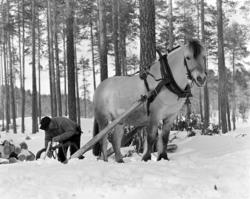 Tømmerkjøring, med hest, "Trollheimen" i Løten Almenning, he