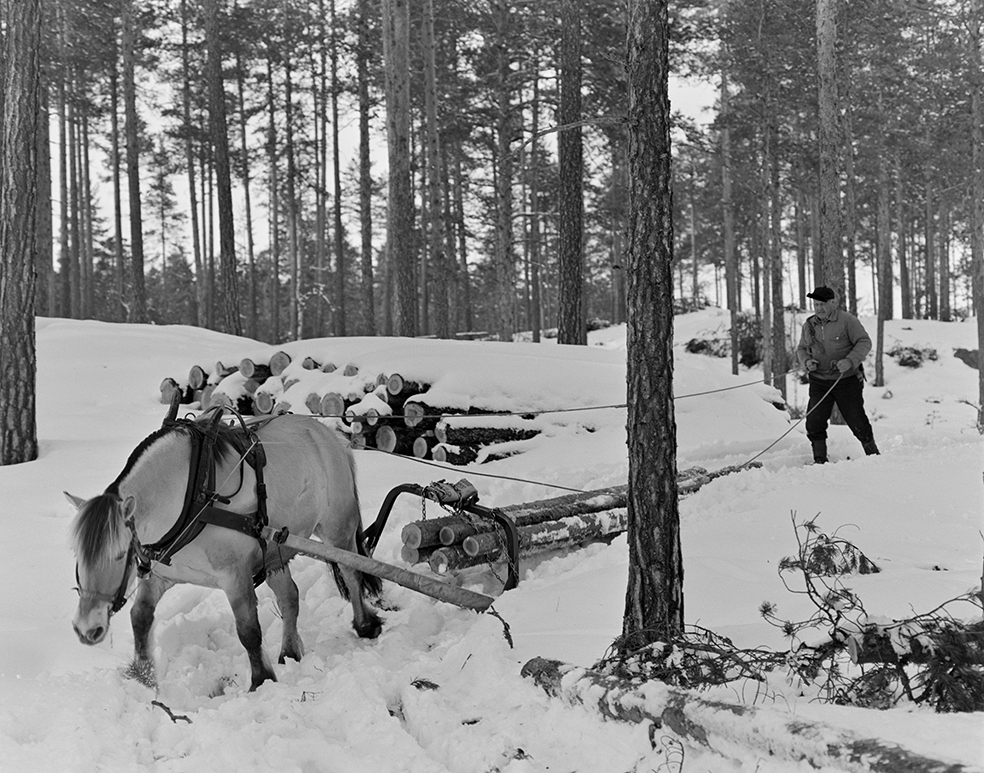 Tømmerkjøring, med hest, "Trollheimen" i Løten Almenning, hestekar Paul Nordvold. Skogsarbeid, tømmerhogst, hesteredskap, bukk og geit.