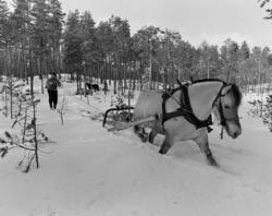 Tømmerkjøring, med hest, "Trollheimen" i Løten Almenning, he