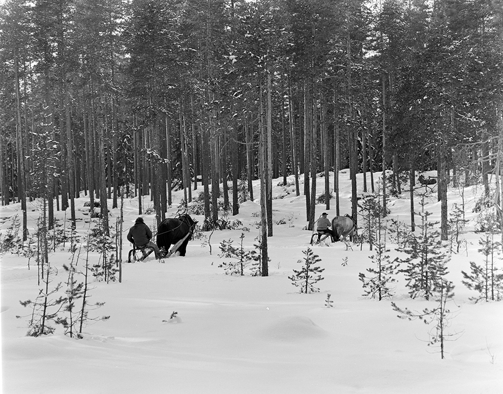 Tømmerkjøring, med hest, "Trollheimen" i Løten Almenning, hestekar Paul Nordvold. Skogsarbeid, tømmerhogst, hesteredskap, bukk og geit.