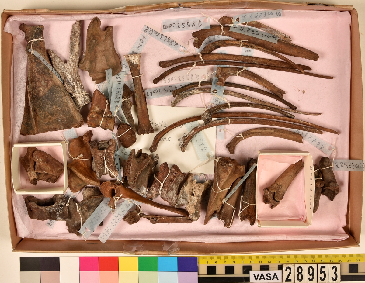Ben från får/get (Ovis aries/Capra hircus).
2 st. första halskotan (atlas), (en av dem är i två delar).
2 st. delar av andra halskotan (epistropheus).
4 st. halskotor (vertebrae cervicale).
2 st. bröstkotor (vertebrae thoracale).
12 st. revben (costae).
2 st. skulderblad (scapula).
2 st. delar av bäckenben (pelvis).
1 st. överarmsben (humerus).
1 st. nedre ledyta av strålben (distal epifys av radius).
1 st. armbågsben (ulna).
4 st. skenben (tibia).
1 st. nedre ledyta av skenben (tibia).
2 st. hälben (calcaneus).
1 st. kanonben.
1 st. övre del av underkäken (proximal del av mandibula).