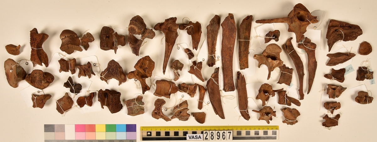 Ben från djur.
Blandade djurben av däggdjur - flera arter. 161 ben eller fragment av ben. Benen är ej art- eller benslagsbedömda.