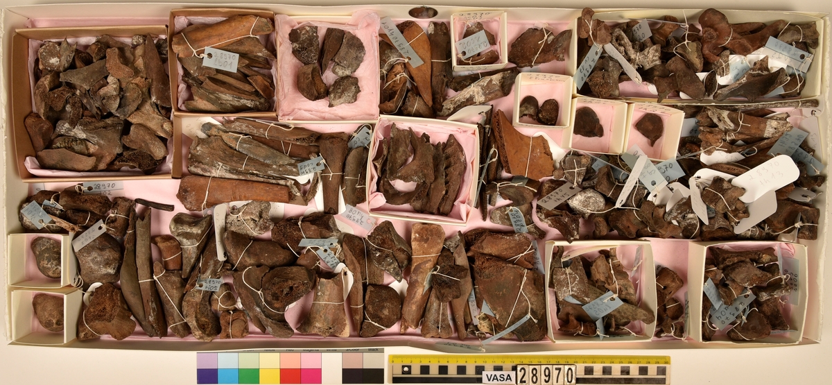 Ben från djur.
Blandade djurben av däggdjur - flera arter. Ca. 225 st. ben eller fragment av ben. Benen är ej art- eller benslagsbedömda.