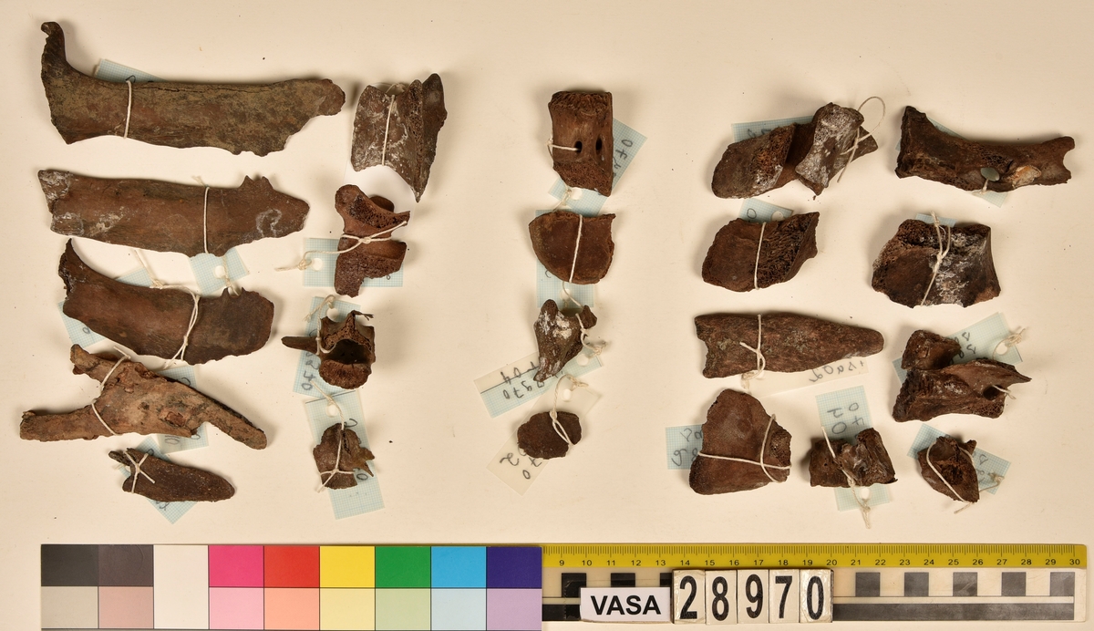Ben från djur.
Blandade djurben av däggdjur - flera arter. Ca. 225 st. ben eller fragment av ben. Benen är ej art- eller benslagsbedömda.