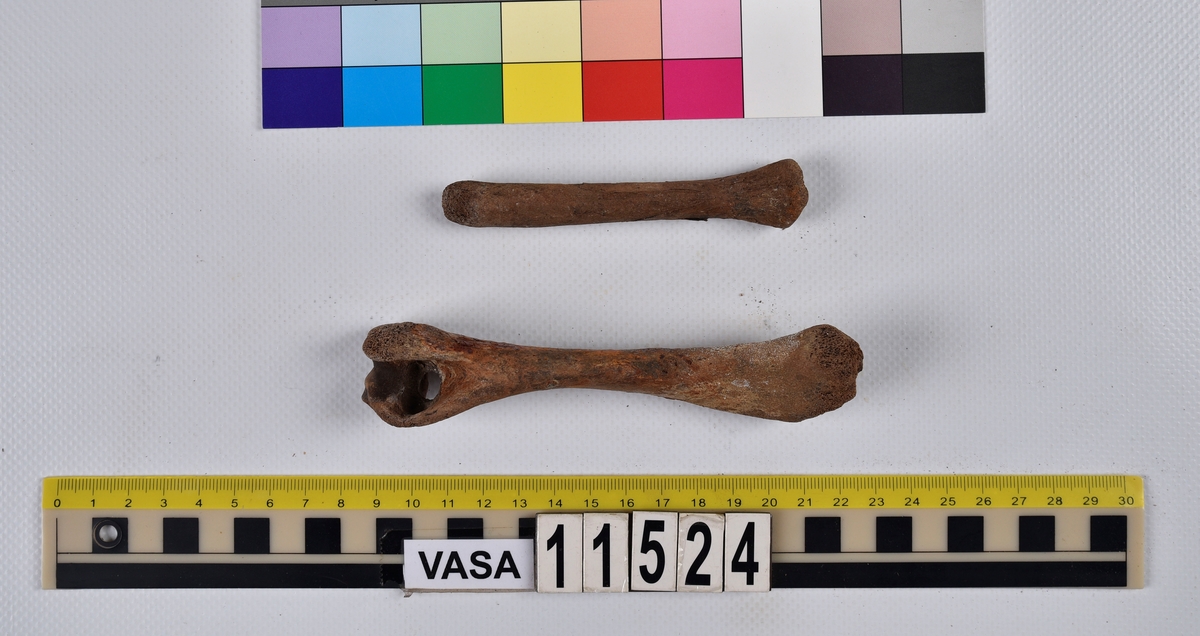 Ben från svin (Sus domesticus).
1 st. överarmsben (humerus).
1 st. strålben (radius).