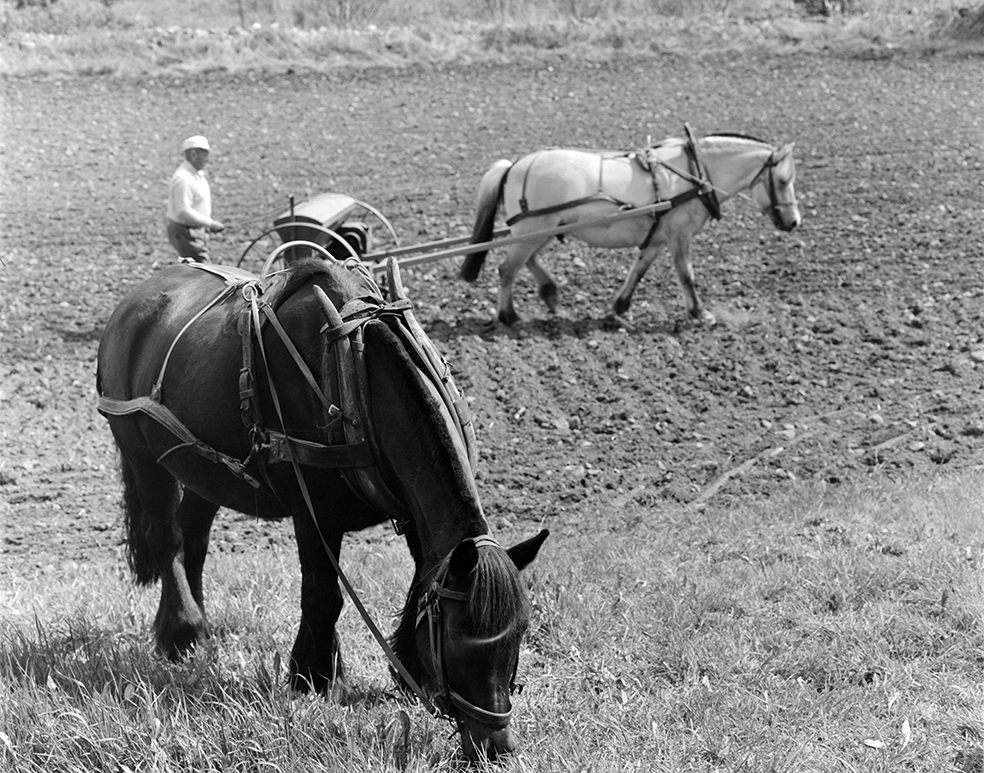 Våronn, Nordvold gard, Gnr.43, bnr.5, Løten. Gardbruker Paul Nordvold. Hest, hesteredskap, såmaskin,