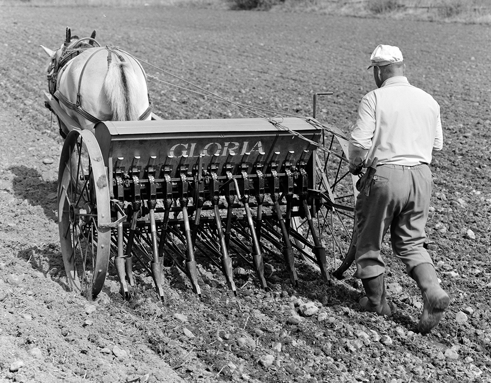 Våronn, Nordvold gard, Gnr.43, bnr.5, Løten. Gardbruker Paul Nordvold. Hest, hesteredskap, såmaskin,