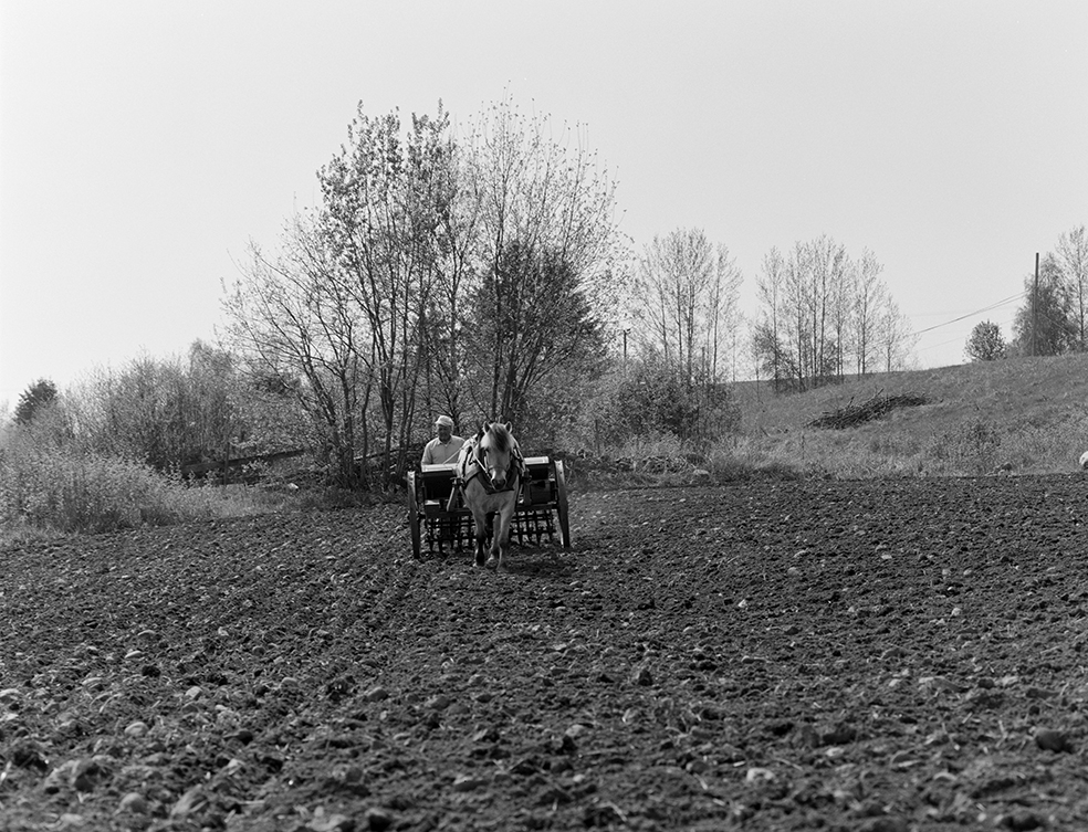 Våronn, Nordvold gard, Gnr.43, bnr.5, Løten. Gardbruker Paul Nordvold. Hest, hesteredskap, såmaskin,