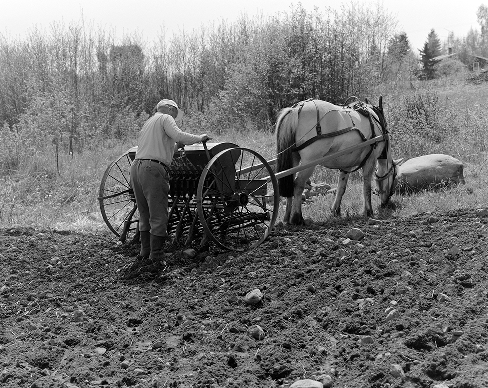 Våronn, Nordvold gard, Gnr.43, bnr.5, Løten. Gardbruker Paul Nordvold. Hest, hesteredskap, såmaskin,
