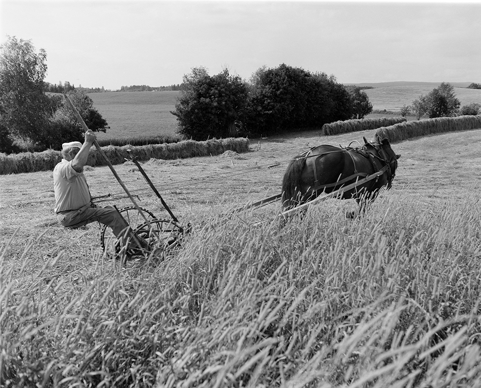 Slåttonn, Nordvold gard, Gnr.43, bnr.5, Løten. Gardbruker Paul Nordvold. Hest, hesteredskap,