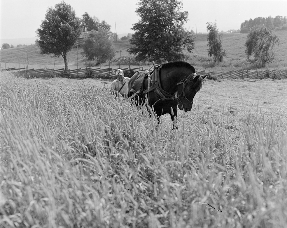 Slåttonn, Nordvold gard, Gnr.43, bnr.5, Løten. Gardbruker Paul Nordvold. Hest, hesteredskap,