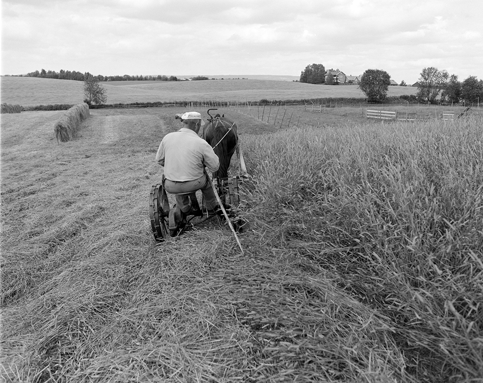 Slåttonn, Nordvold gard, Gnr.43, bnr.5, Løten. Gardbruker Paul Nordvold. Hest, hesteredskap,