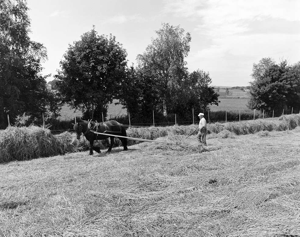 Slåttonn, Nordvold gard, Gnr.43, bnr.5, Løten. Gardbruker Paul Nordvold. Hest, hesteredskap,