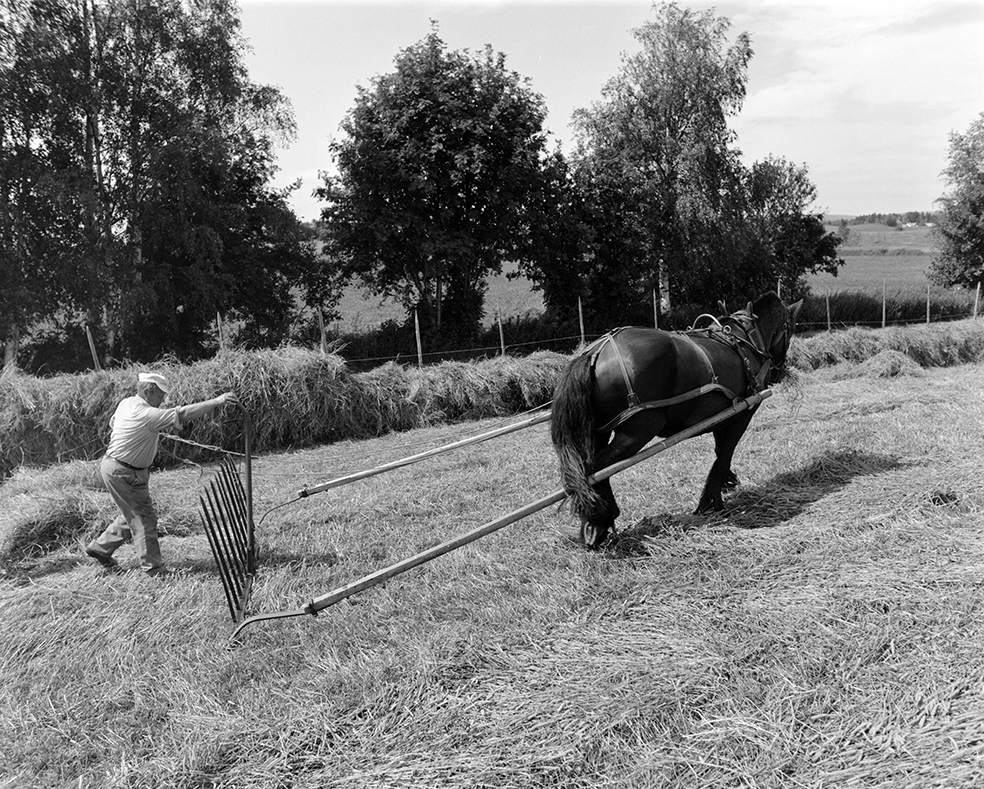 Slåttonn, Nordvold gard, Gnr.43, bnr.5, Løten. Gardbruker Paul Nordvold. Hest, hesteredskap,