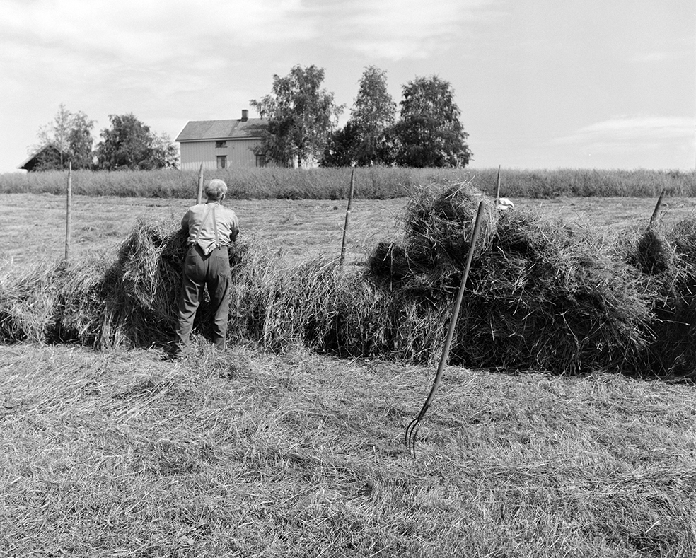 Slåttonn, Nordvold gard, Gnr.43, bnr.5, Løten. Gardbruker Paul Nordvold. Hest, hesteredskap,