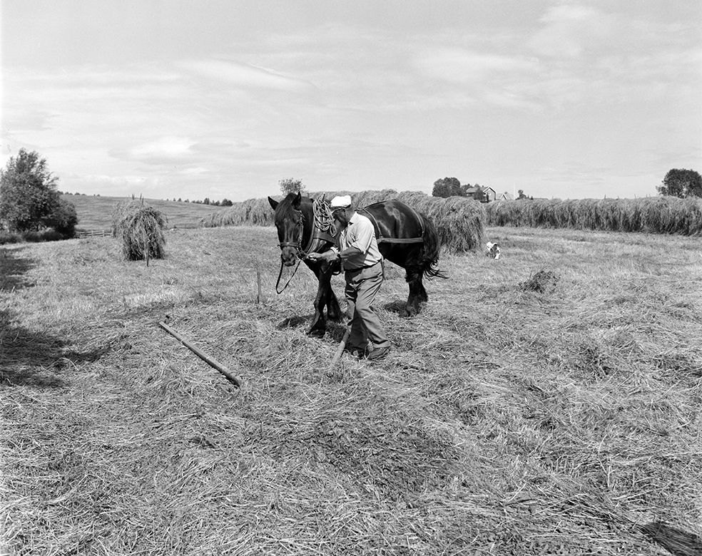 Slåttonn, Nordvold gard, Gnr.43, bnr.5, Løten. Gardbruker Paul Nordvold. Hest, hesteredskap,