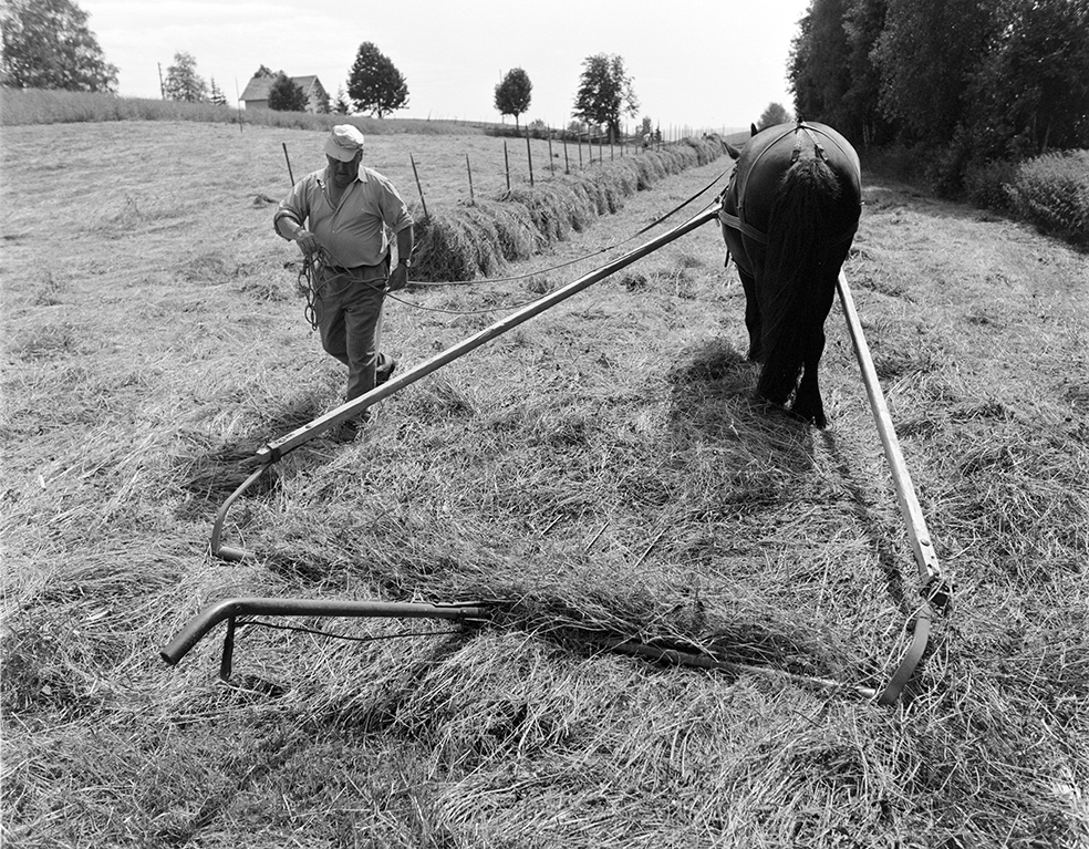 Slåttonn, Nordvold gard, Gnr.43, bnr.5, Løten. Gardbruker Paul Nordvold. Hest, hesteredskap,