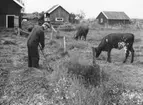 Västra Tunhem, dikesslåtter. Oscar Olsson.