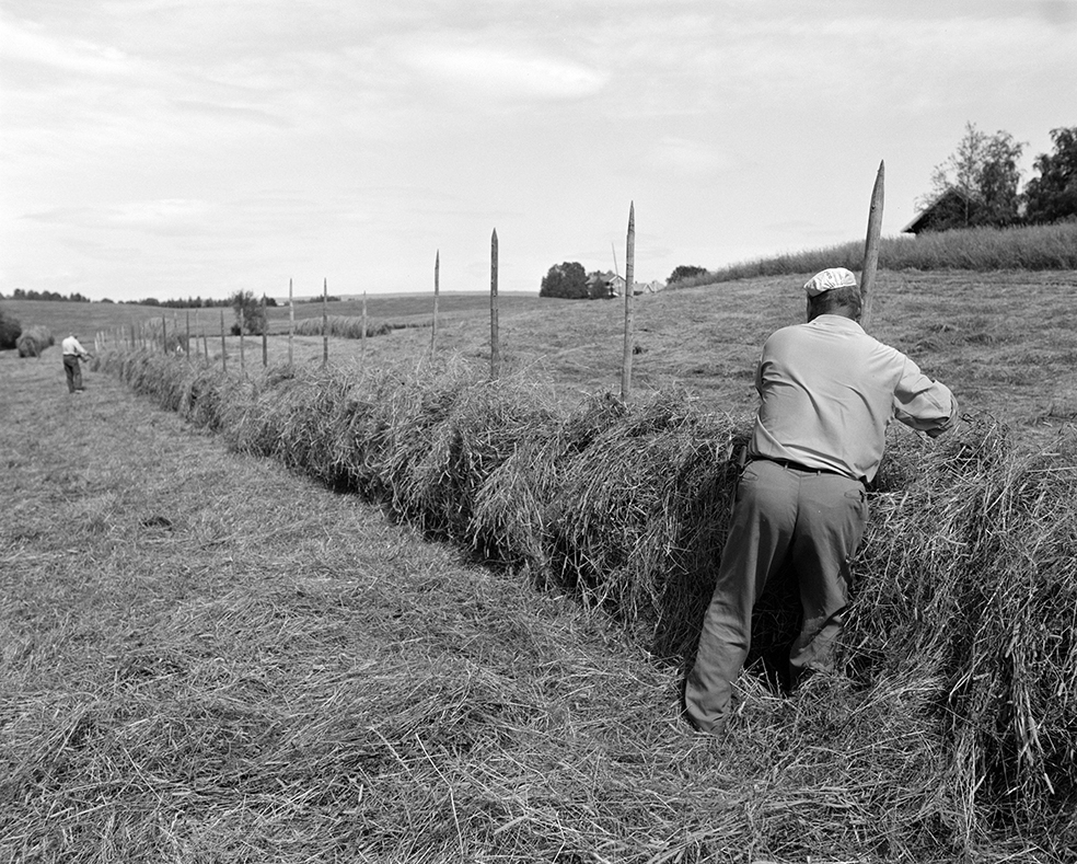 Slåttonn, Nordvold gard, Gnr.43, bnr.5, Løten. Gardbruker Paul Nordvold.  Hesjing, høyhesje, staur.