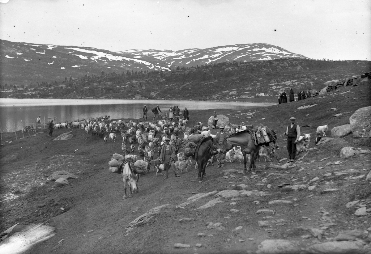 Buføring langs Løyningsvatnet med kløvhestar, geiter, sauer og folk