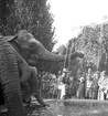 Cirkus Zoo, ankomst till stan. Augusti 1944