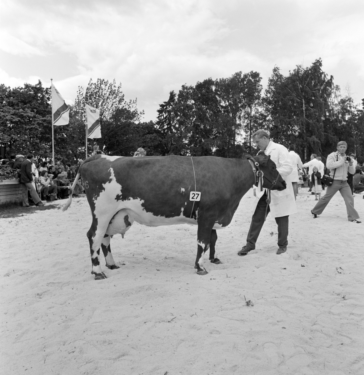 Norske Melkeprodusenters Landsforbund, NML 100 år 1881-1981. Jubileumsutstilling,visningsring, kavalkade over norsk husdyrhold, Domkirkeodden, Hamar.