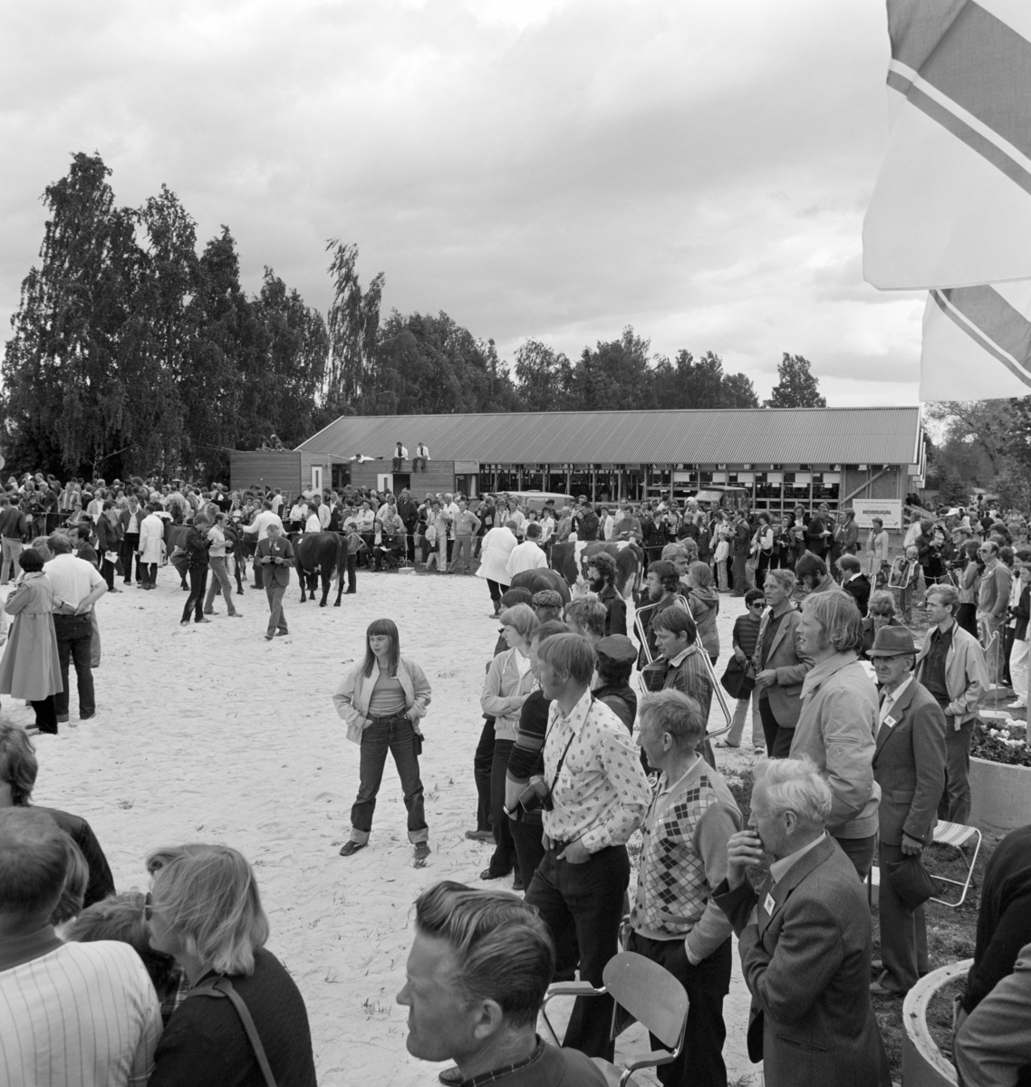 Norske Melkeprodusenters Landsforbund, NML 100 år 1881-1981. Jubileumsutstilling,visningsring, kavalkade over norsk husdyrhold, Domkirkeodden, Hamar.