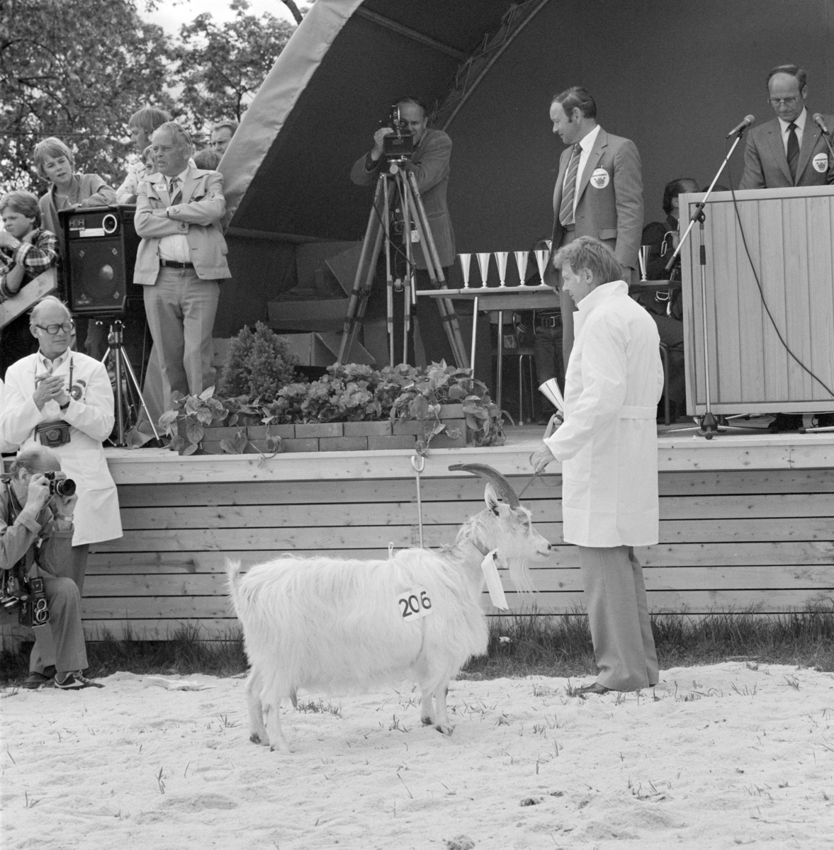 Norske Melkeprodusenters Landsforbund, NML 100 år 1881-1981. Jubileumsutstilling,visningsring, kavalkade over norsk husdyrhold, geit, premiering, Domkirkeodden, Hamar.
