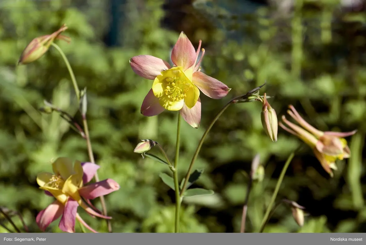 Blommor. Blommande plantor från Örtagården och köksträdgården, Julita gård, juni 2007.
Bildförteckning:
1. Luktpion, Paeonia lactiflora  - Identifikationsnummer : NMA.0056673_01
2-3. Kirgislök - Allium aflatunense - Identifikationsnummer: NMA.0056673_02- NMA.0056673_03
4. Backtimjan -Thymus serpyllum  Identifikationsnummer: NMA.0056673_04
5-7. Akleja - Identifikationsnummer: NMA.0056673_05- NMA.0056673_07
