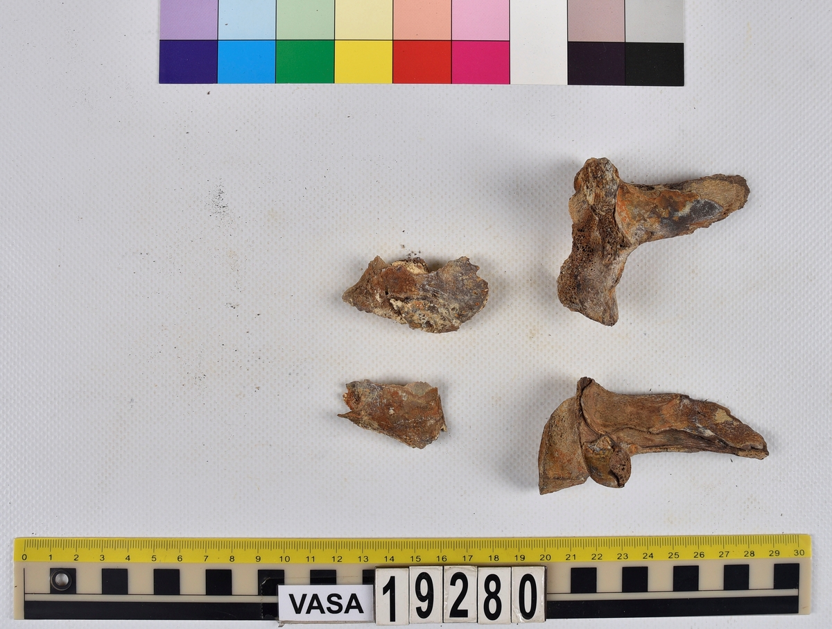 Ben från nötkreatur (Bos taurus).
1 st. överarmsben (humerus).
2 st. delar av ländkotor (vertebrae lumbale).
1 st. lårben (femur) samt två små fragment som har lossnat från lårbenets övre del.