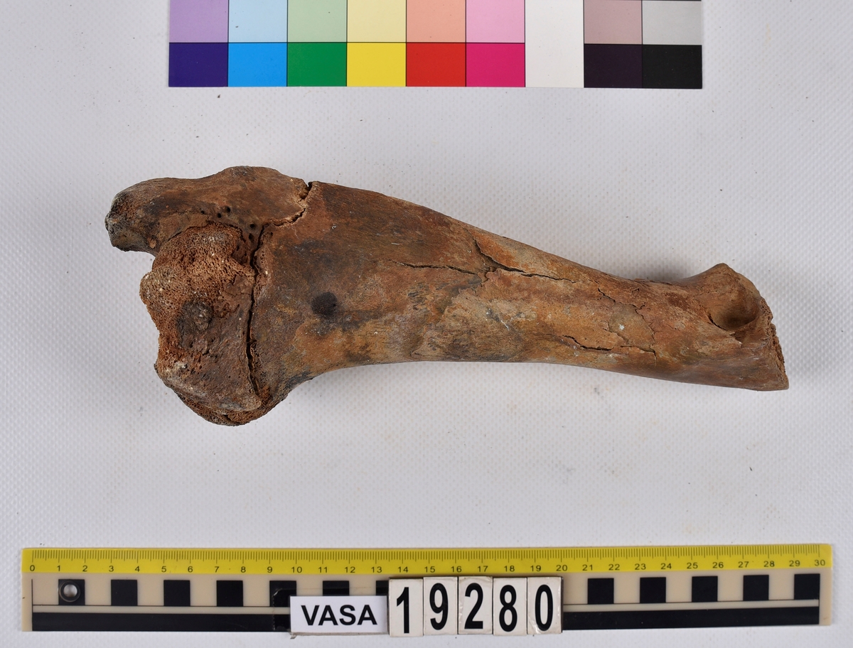 Ben från nötkreatur (Bos taurus).
1 st. överarmsben (humerus).
2 st. delar av ländkotor (vertebrae lumbale).
1 st. lårben (femur) samt två små fragment som har lossnat från lårbenets övre del.