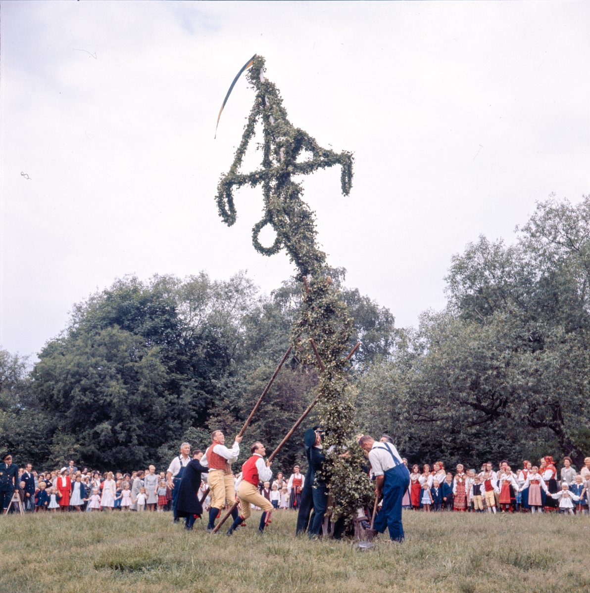 Majstången reses vid midsommarfirandet på Tingsvallen.