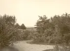 Trädgården på Villa Skansen baksidan.