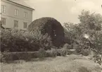 Trädgården. Vildvinspergola kring trapporna mellan terrasserna. Trappor av kvarnstenar.