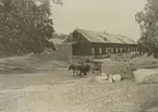 Oxpar vid dadugården på Blekhems herrgård.