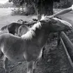 Ponnyer vid Värnanäs 1954, där man redan på 20-talet började avla welshponnyer med stuterinamnet 