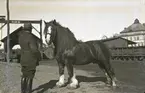 Hingsten Lobert, inköpt till västra Ölands nya hästavelsförening. I artikeln berättas att Lobert, född 1929, premierats med AB år 1937 och köpts in från godsägare J O Norlander i Åsle, Skaraborgs län för 9800:-. Han ankom tilll Kalmar med tåget 10:10 från Nässjö och for sedan vidare med elvafärjan till Axel Jonsson i Gynge, Resmo socken där han stallades upp.