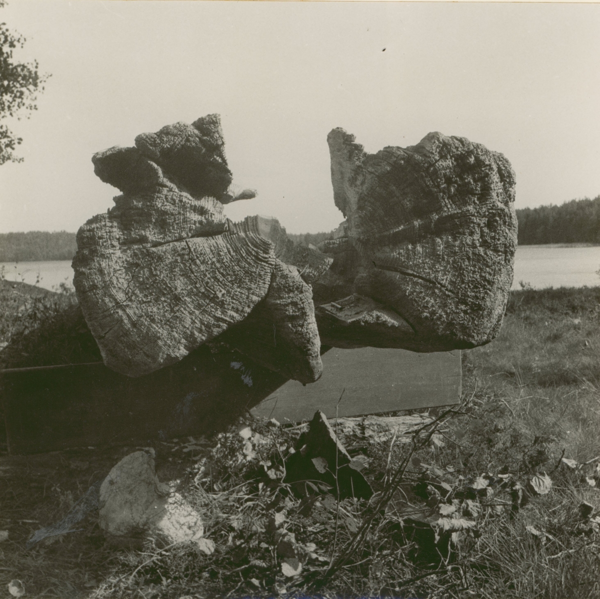 Stocköka av fur uppdragen på stranden år 1933. Aktern. Bredd 62 cm. Höjd 32 cm. Akterns tjocklek 20 cm.